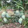 আম্রপালি